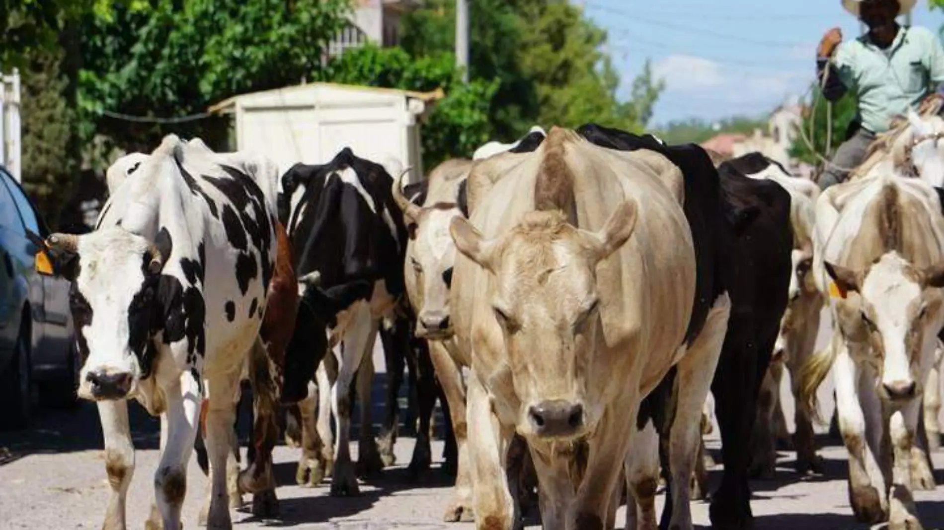 vacas ganado leche ganadería